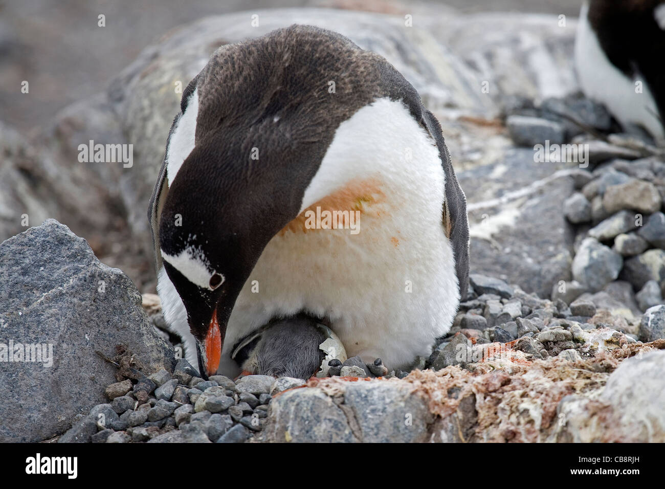 Gentoo Penguin (Pygoscelis papua) and chick hatching from egg in nest at rookery, Wiencke Island, Palmer Archipelago, Antarctica Stock Photo