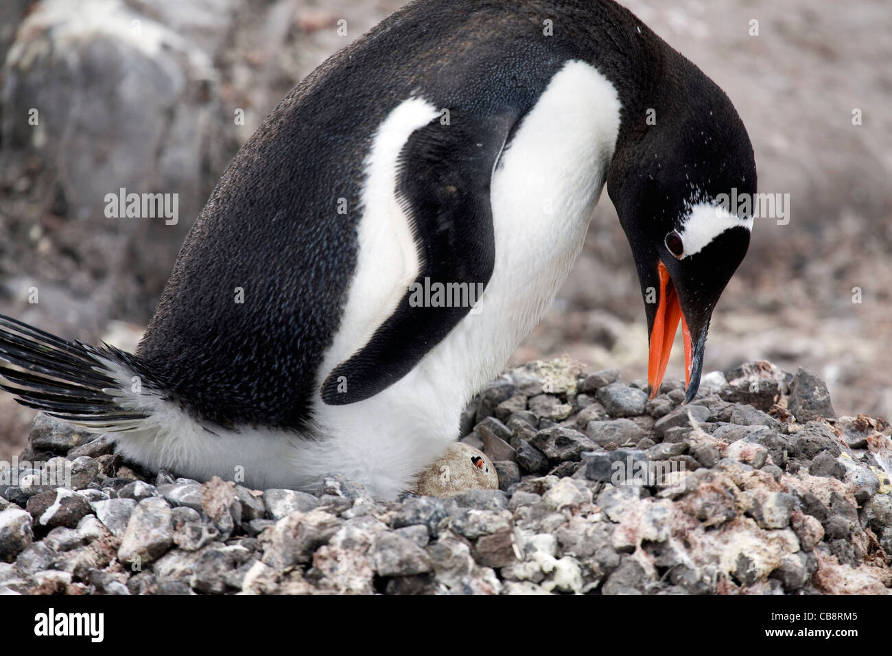 Gentoo Penguin (Pygoscelis papua) with chick hatching from egg in nest at rookery, Wiencke Island, Palmer Archipelago, Antarctic Stock Photo
