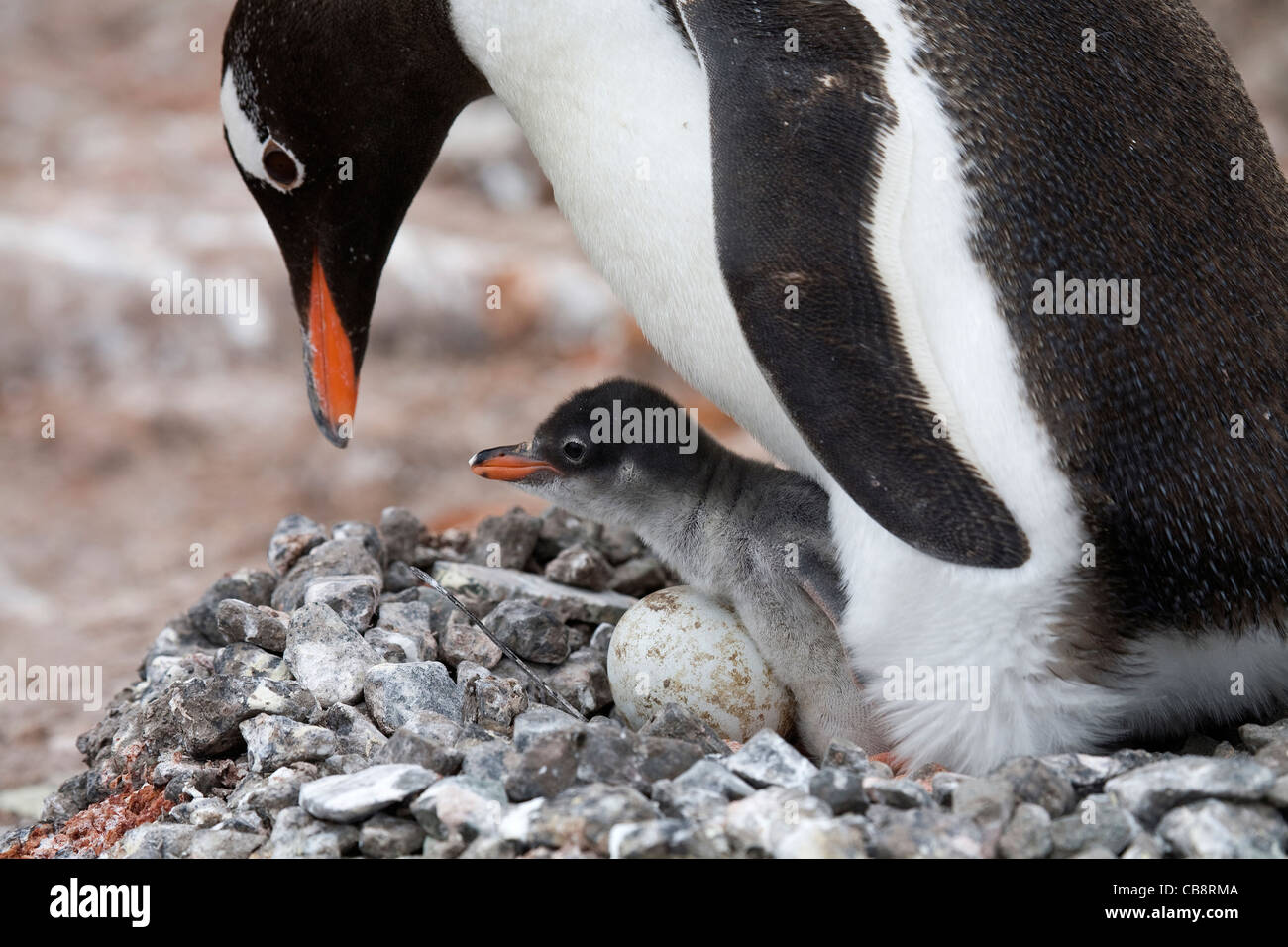 Gentoo Penguin (Pygoscelis papua) with chick and egg in nest in rookery at Port Lockroy, Antarctica Stock Photo