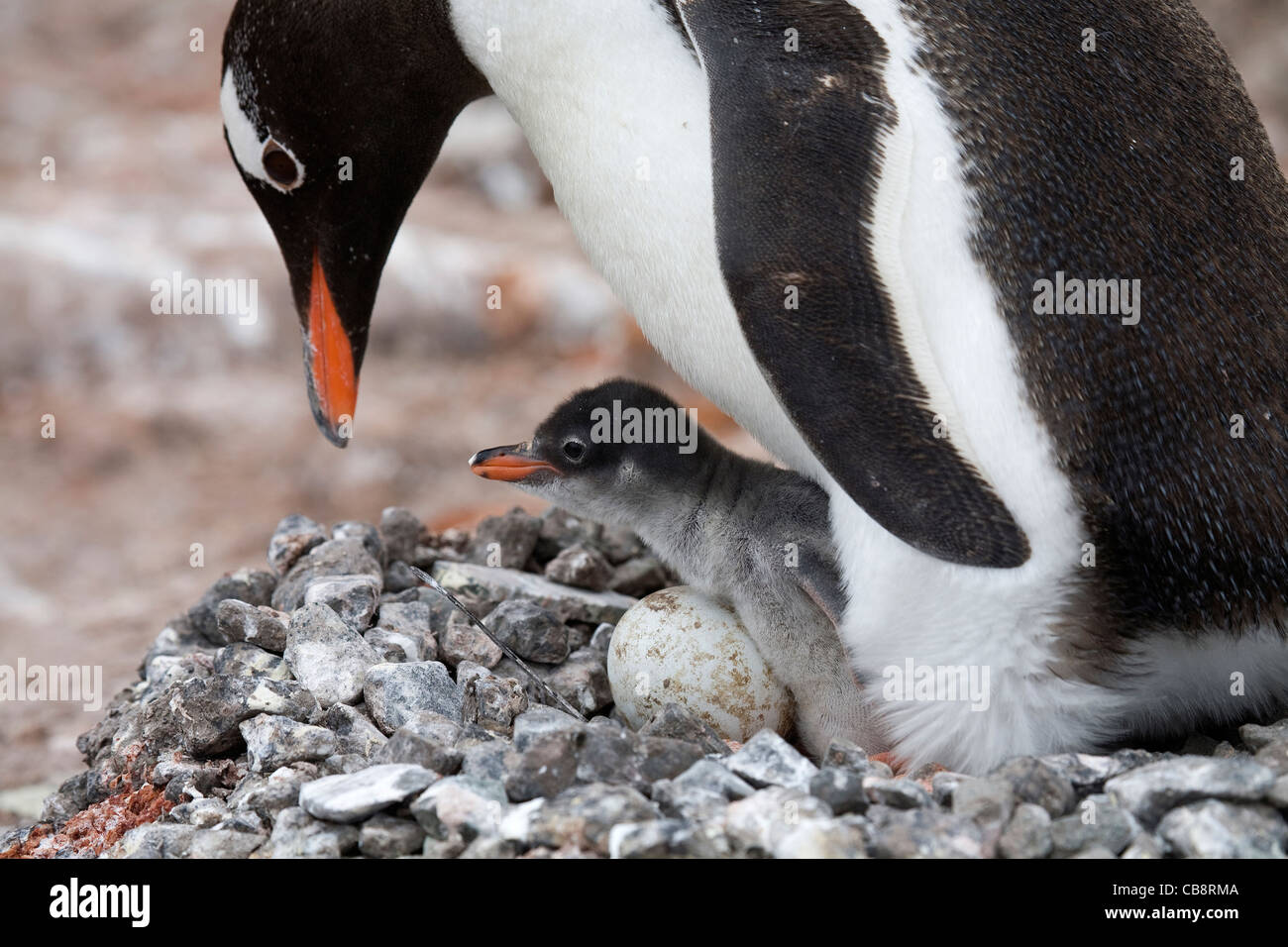 Royal Female Penguin Lay Egg