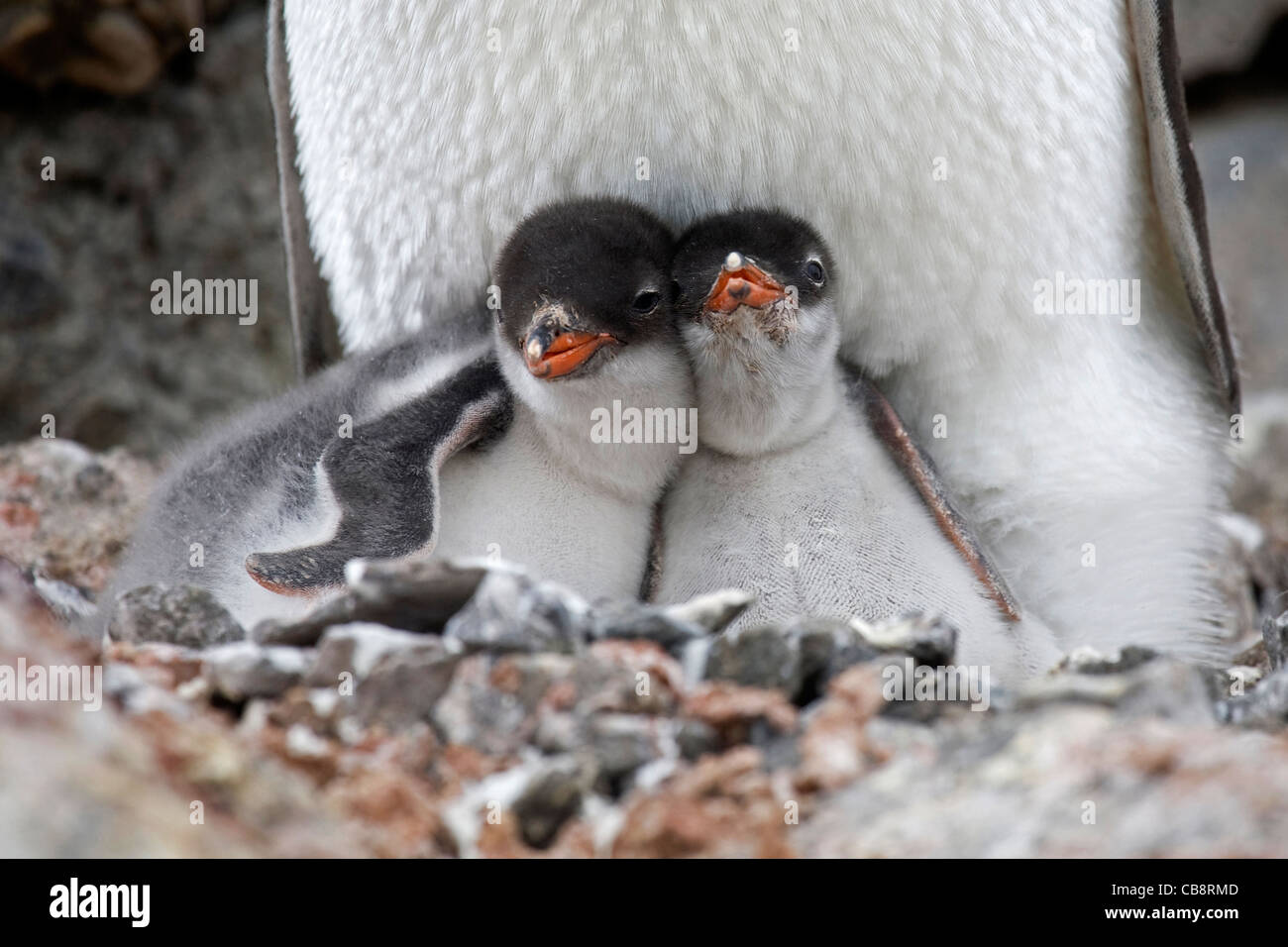 Gentoo Penguin (Pygoscelis papua) with two chicks on nest in rookery at Port Lockroy, Antarctica Stock Photo