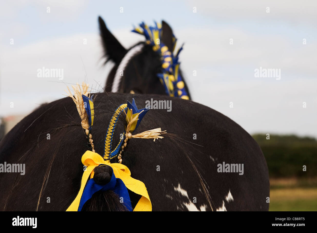 Shire Horse at Show with Ribbons in Tail Stock Photo Alamy