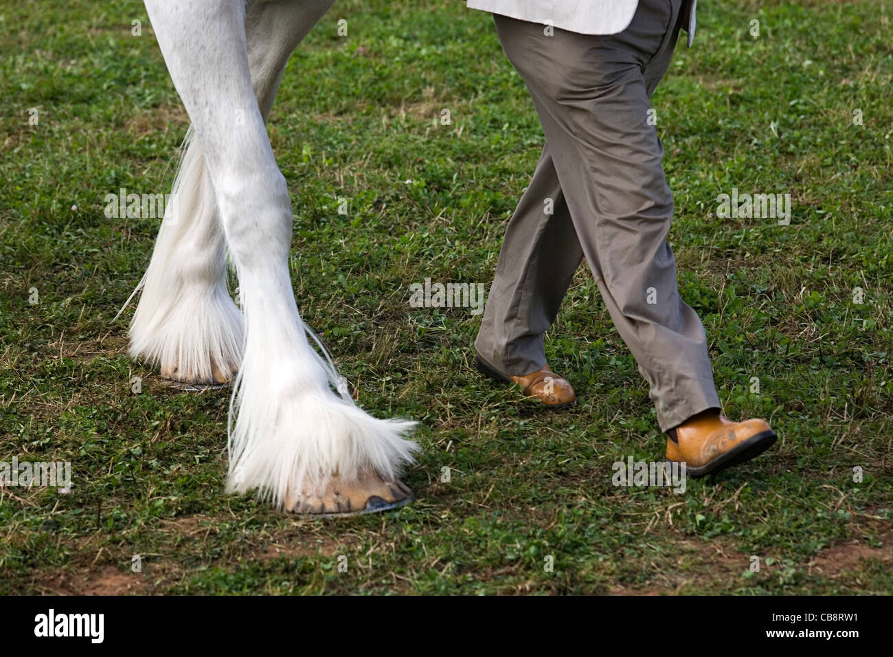Man and Shire Horse Legs Walking in Unison at Country Show Stock Photo