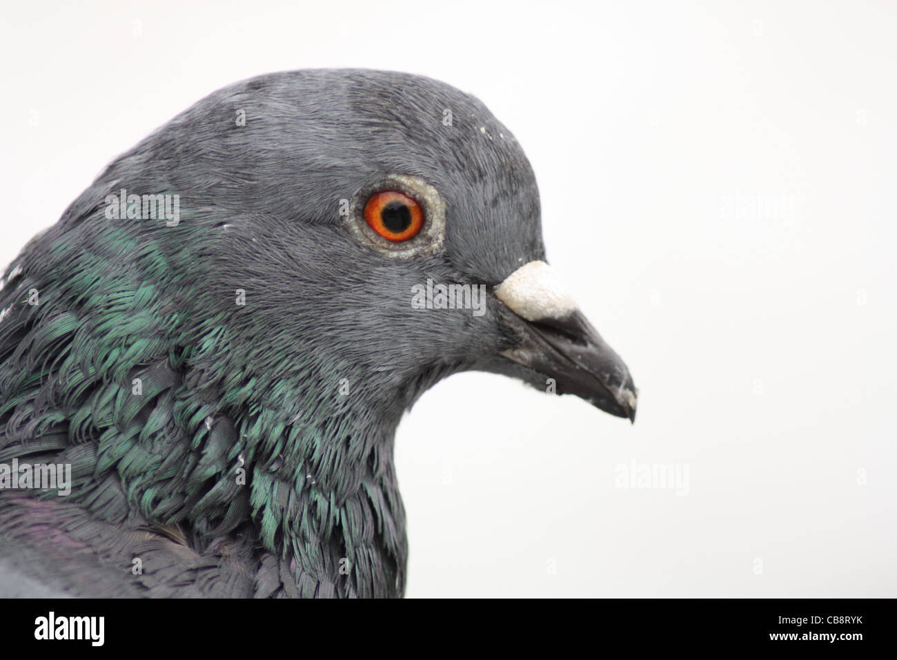 Close up of a pigeon head Stock Photo
