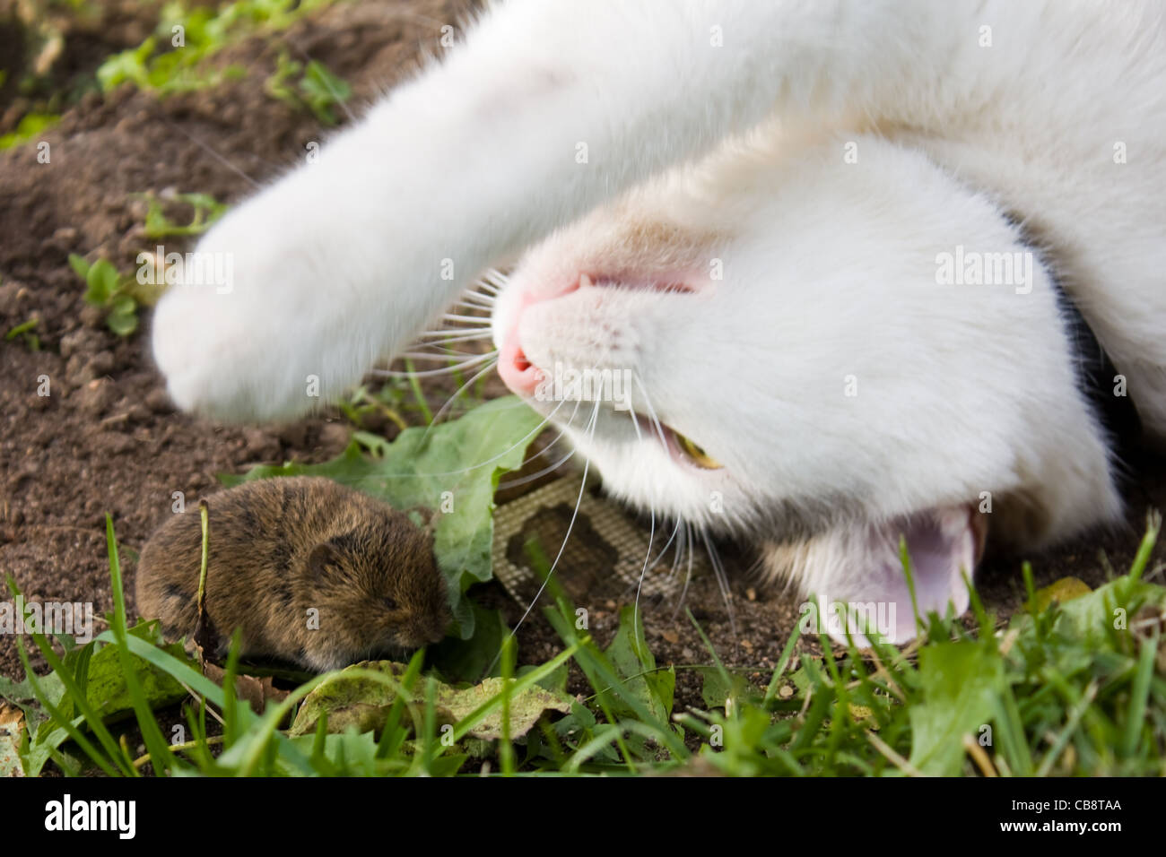 cat and mouse Stock Photo Alamy