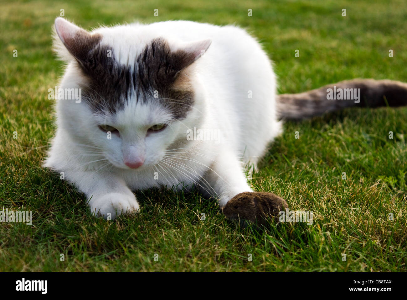 cat and real mouse Stock Photo Alamy