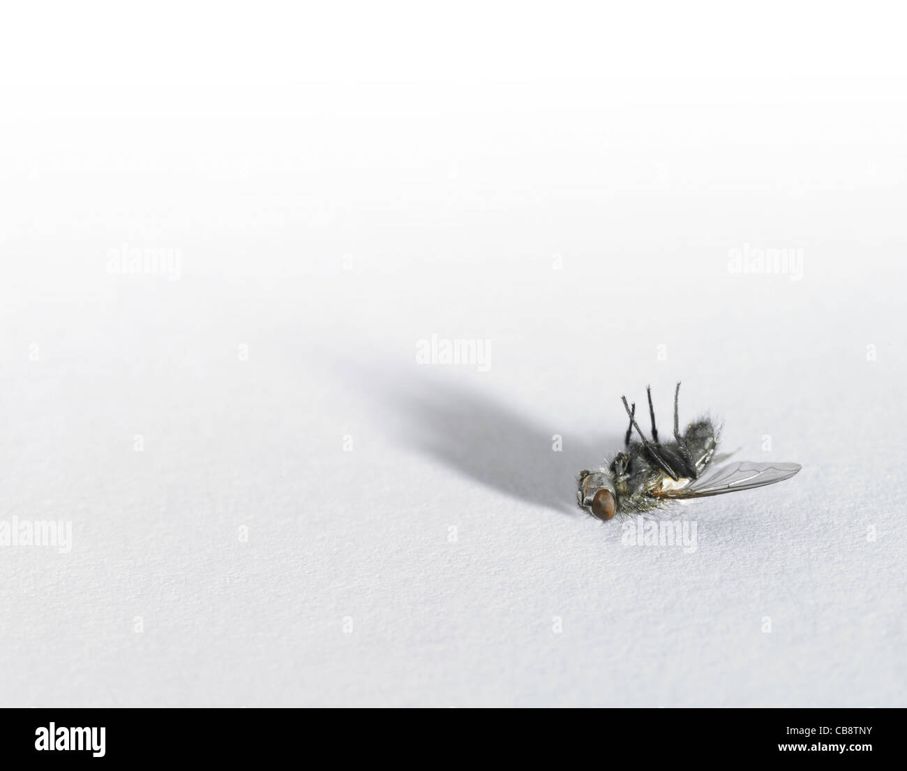 supine dead fly in light back with shadow Stock Photo