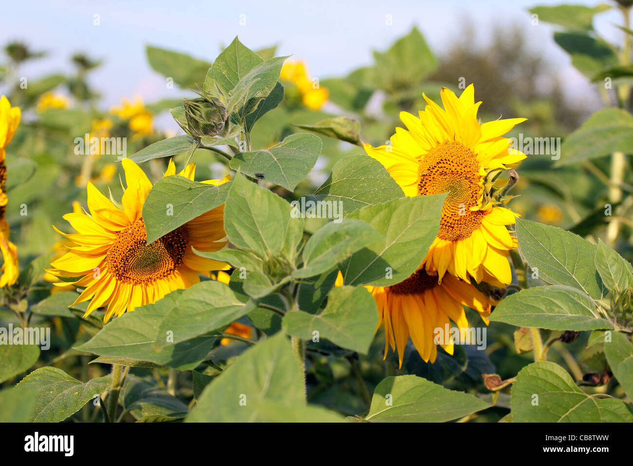 Sunflowers in the field with blue sky Stock Photo - Alamy