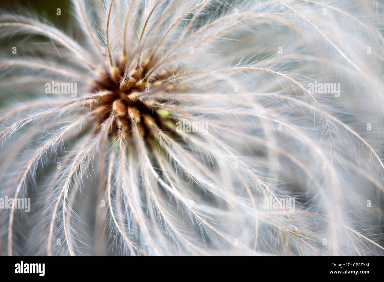 Soft Abstract Clematis Seed Head Stock Photo