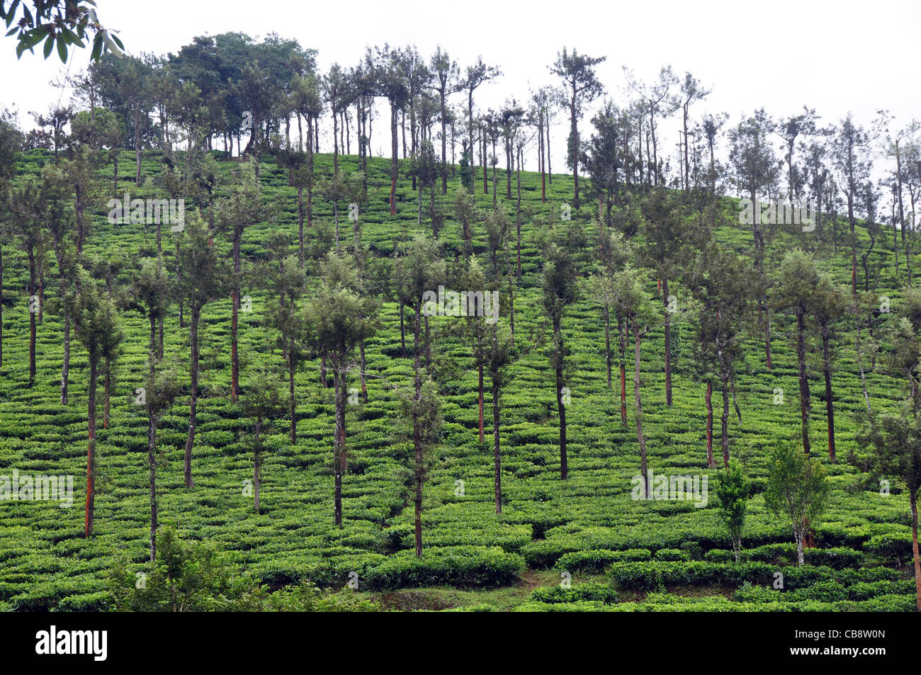 tea cultivation in south india Stock Photo - Alamy