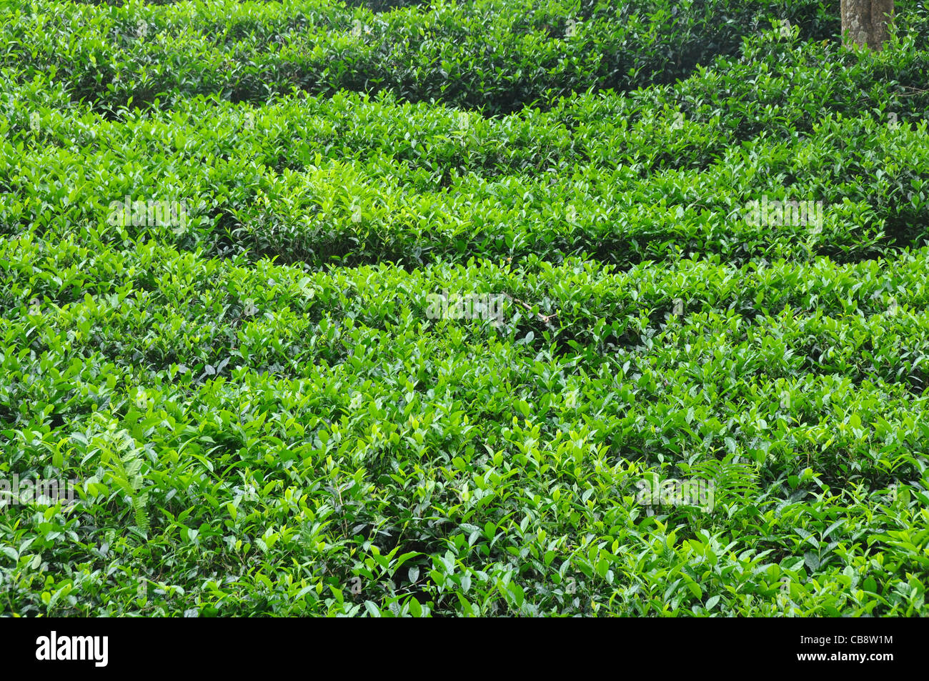 tea cultivation in south india Stock Photo - Alamy