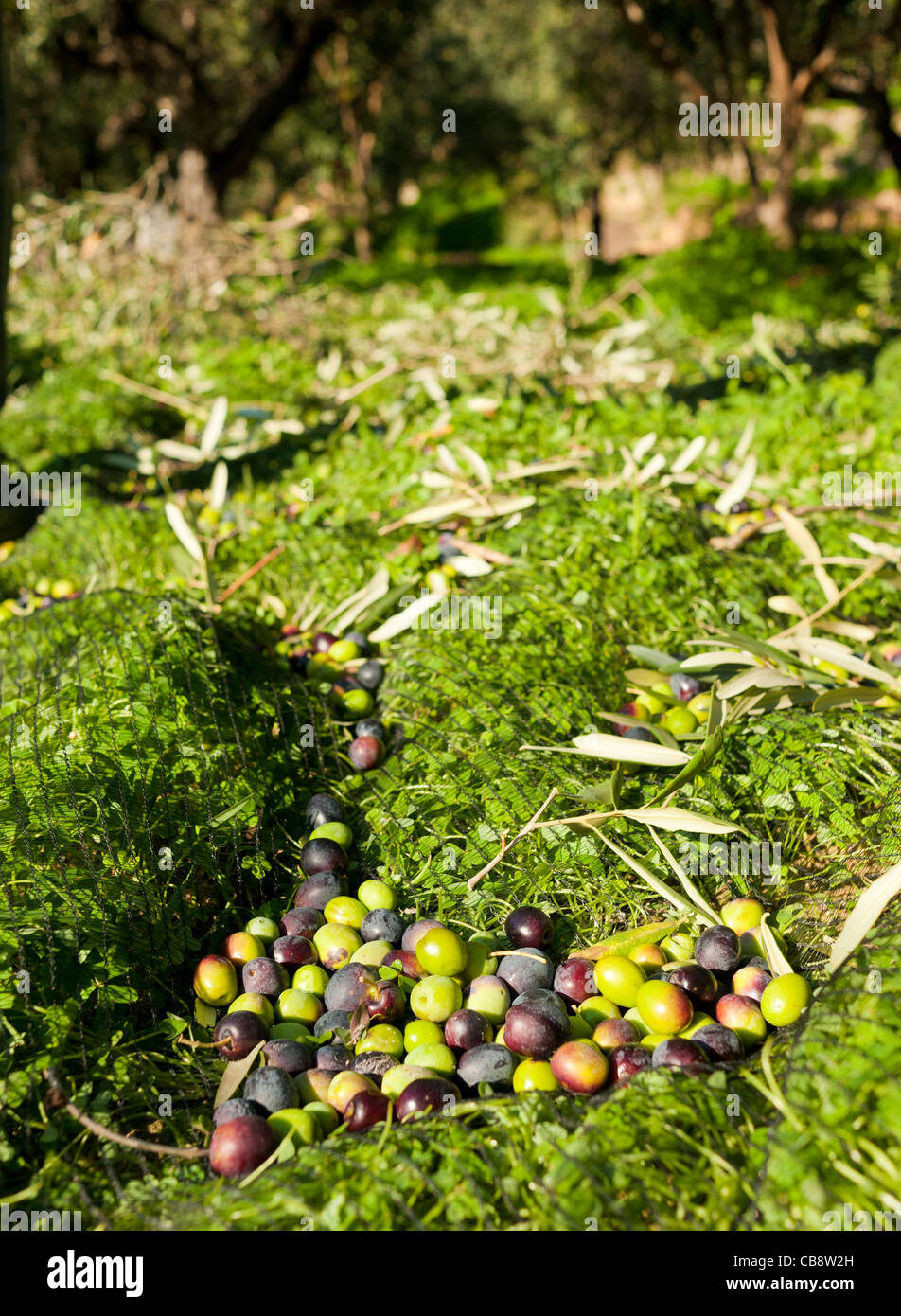 Fallen olives hi-res stock photography and images - Alamy