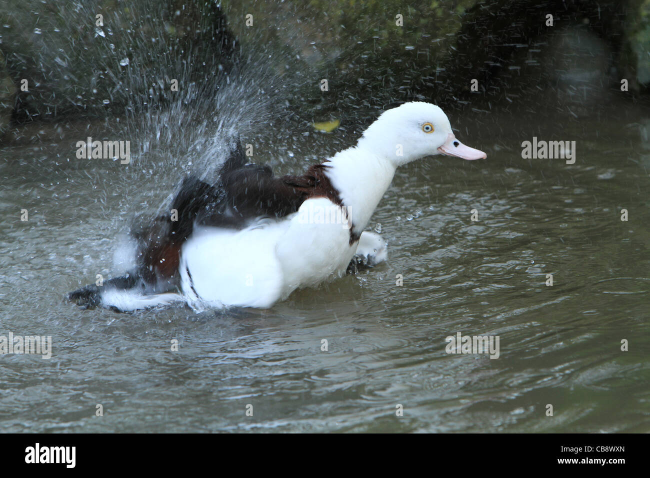 Duck having a bath hi-res stock photography and images - Alamy