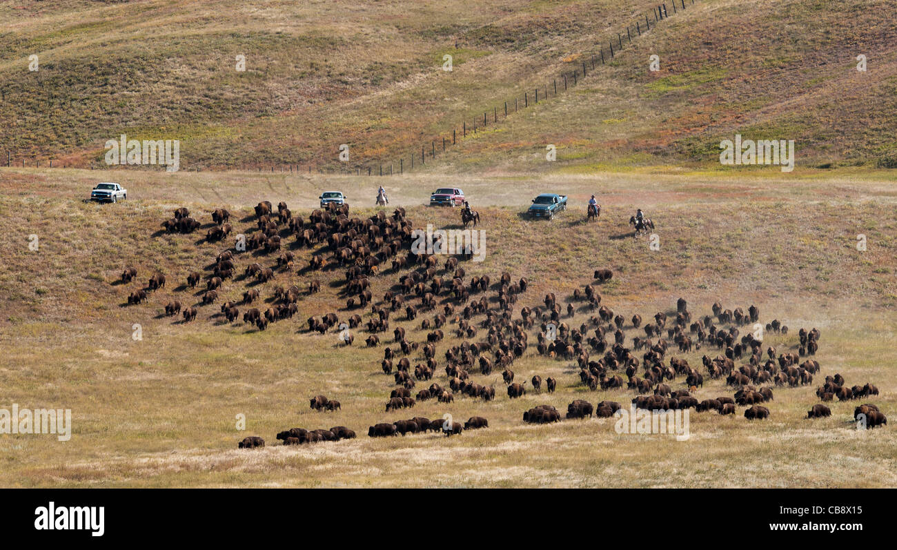 American buffalo (Bison bison) on the move, Custer State Park Buffalo