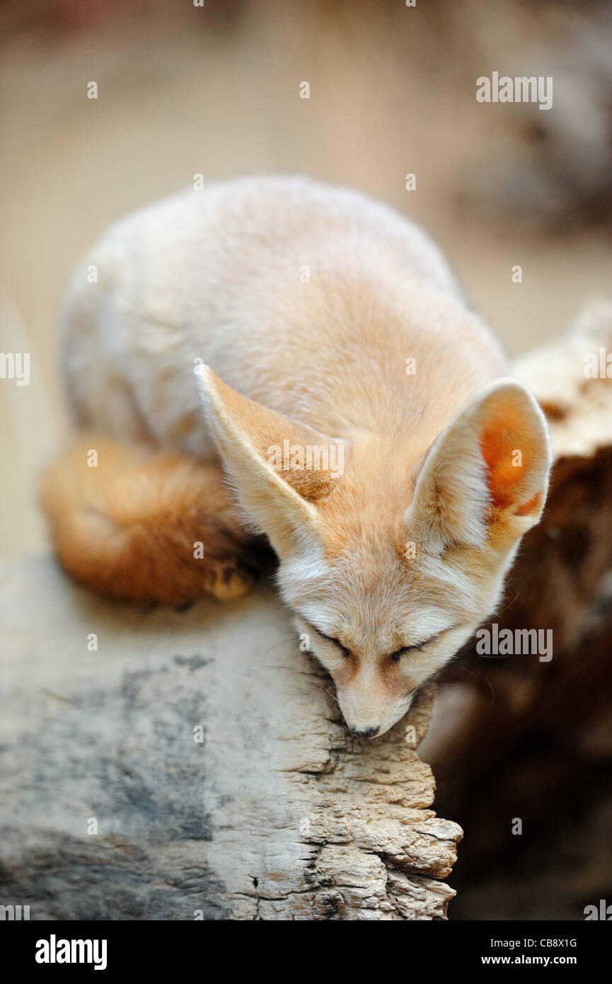 Baby fox cute hires stock photography and images Alamy