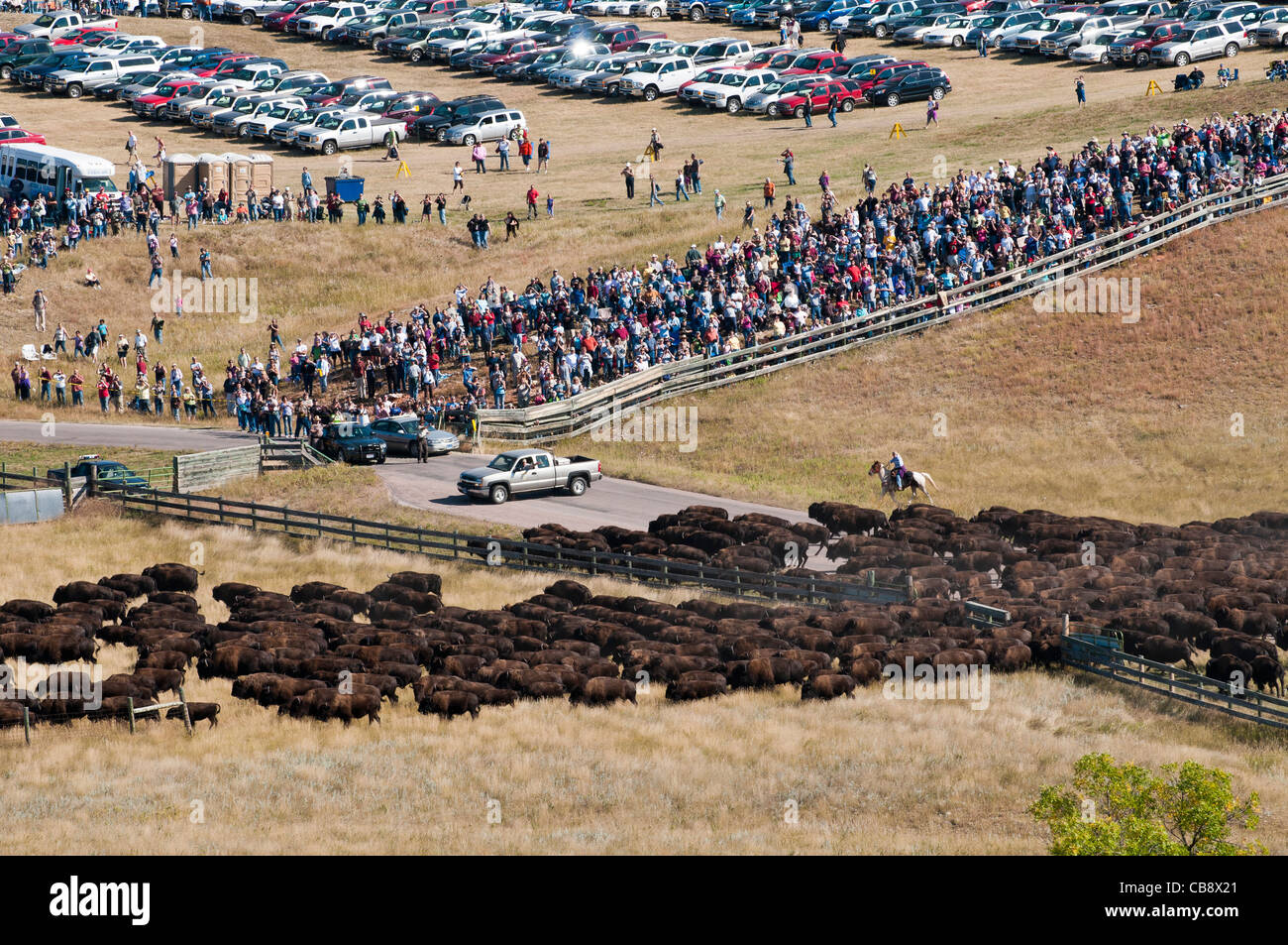 American buffalo (Bison bison) on the move, Custer State Park Buffalo