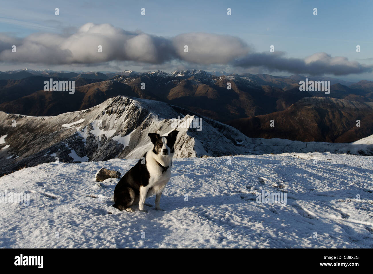 rocky mountain border collie rescue