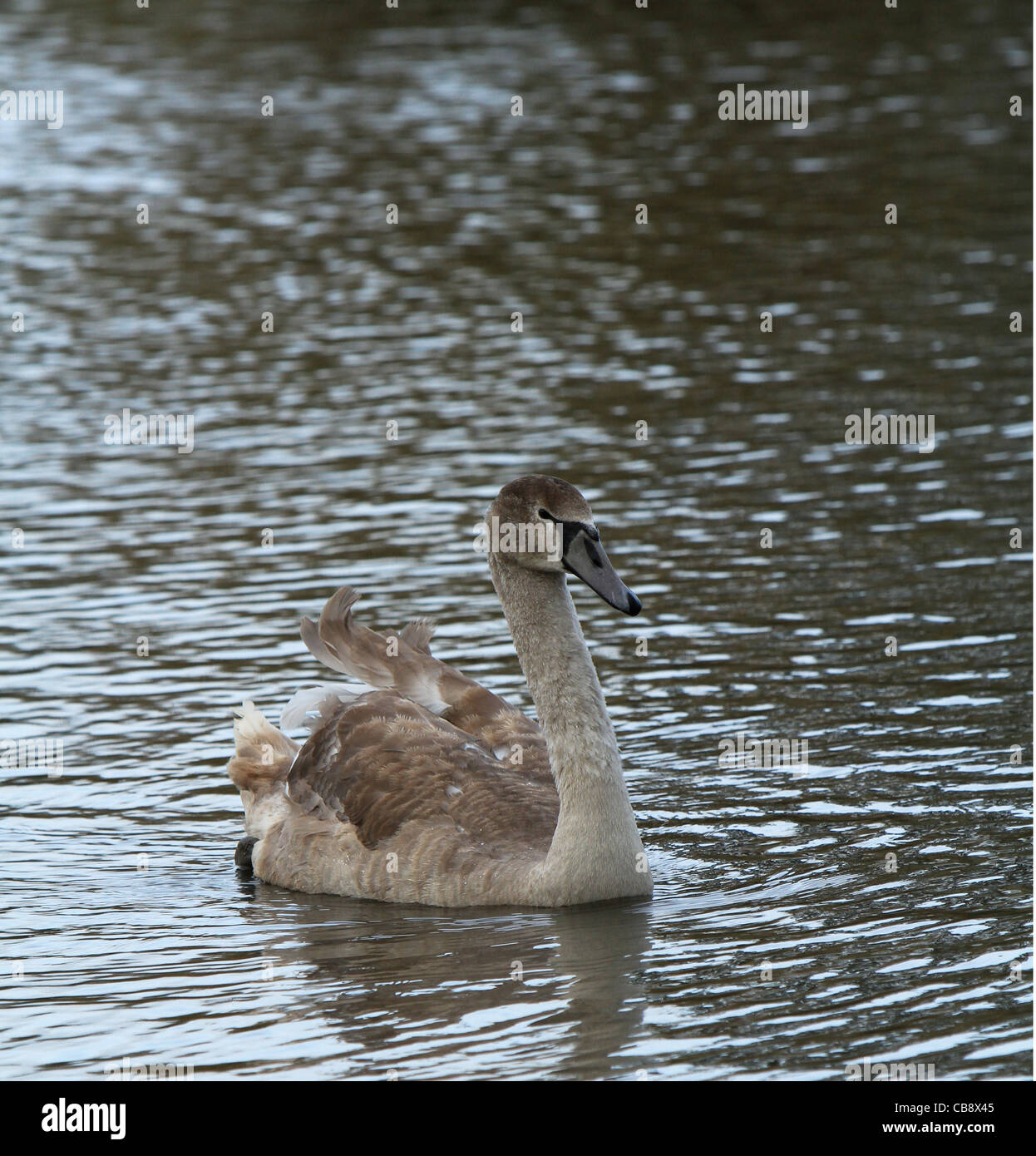 Signet on the Water Stock Photo