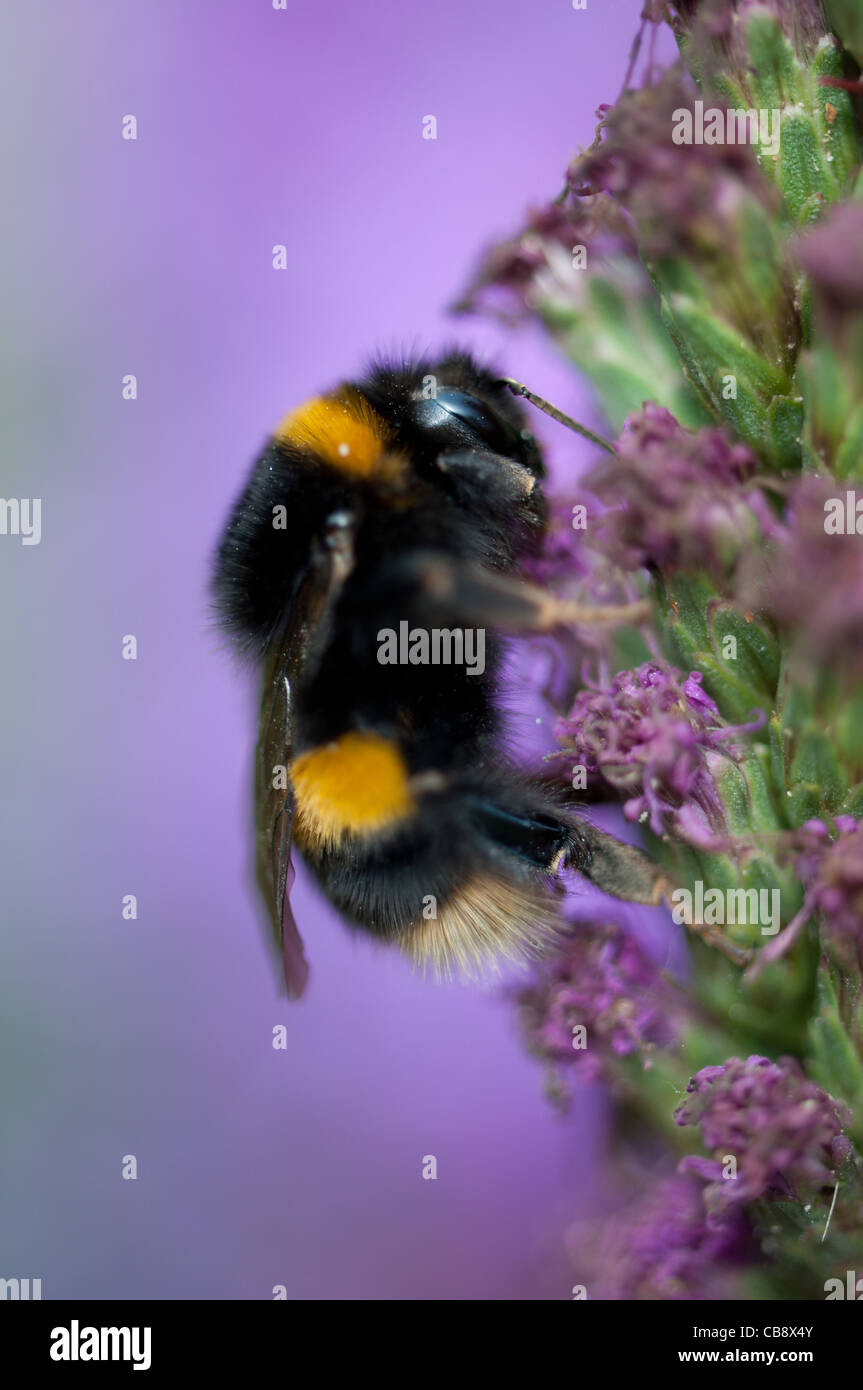 A bee pollinating a flower Stock Photo