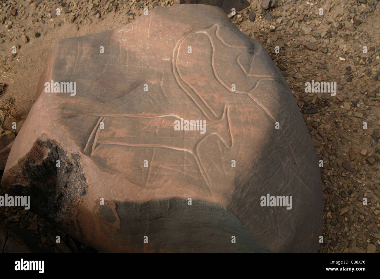 Engravings of animals on rocks near Akka, SW Morocco Stock Photo