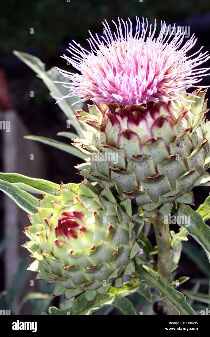Globe Artichoke (Green Globe) in flower Stock Photo Alamy