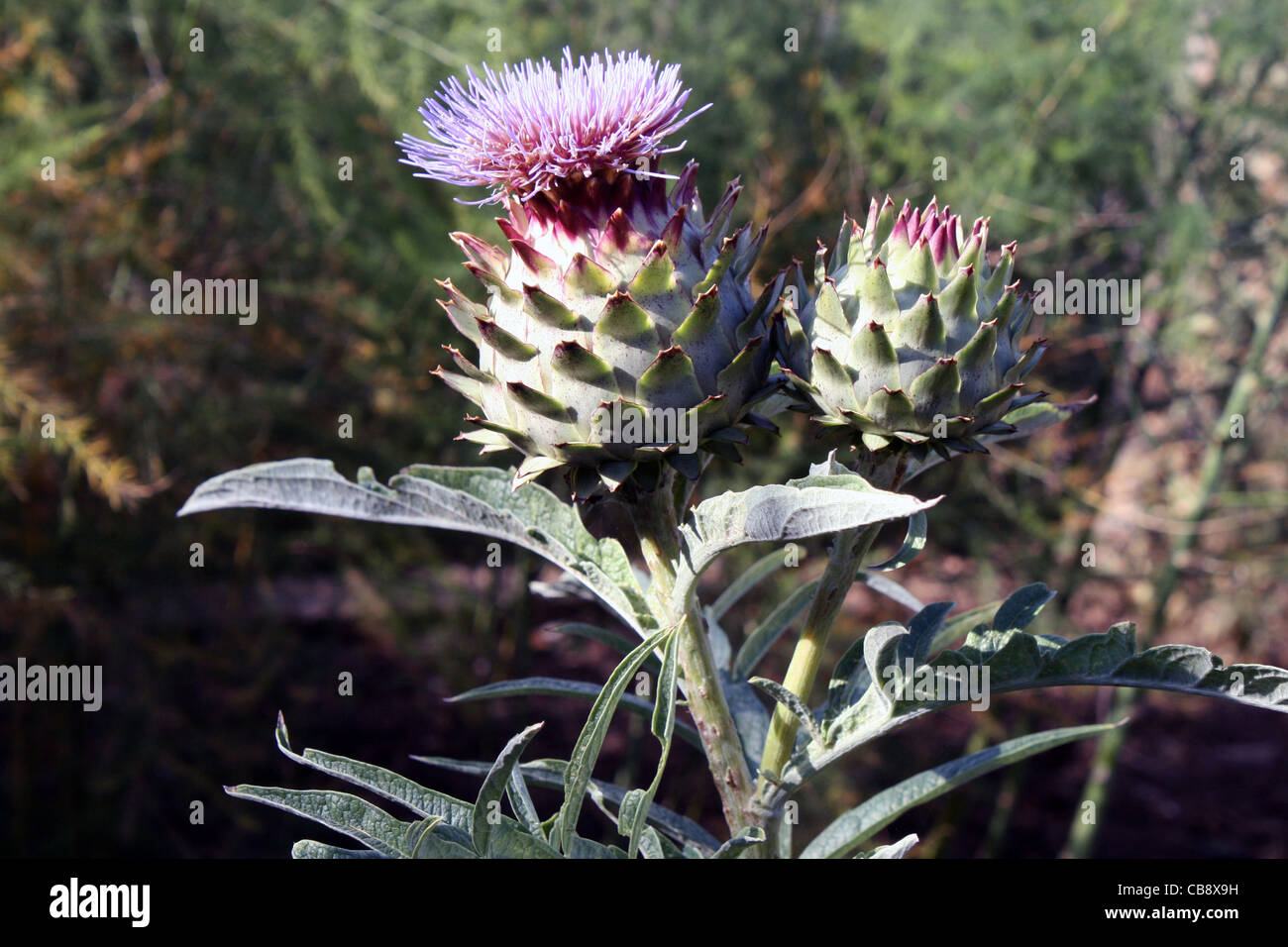 Globe Artichoke (Green Globe) in flower Stock Photo Alamy