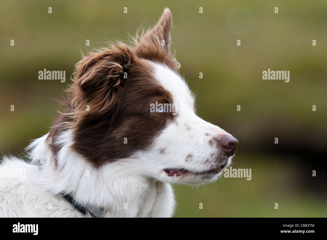 Sheepdog, Border Collie, Shetland, Foula, working sheepdog Stock Photo