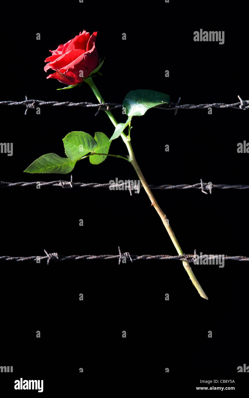 red rose and three rusty barbed wire Stock Photo