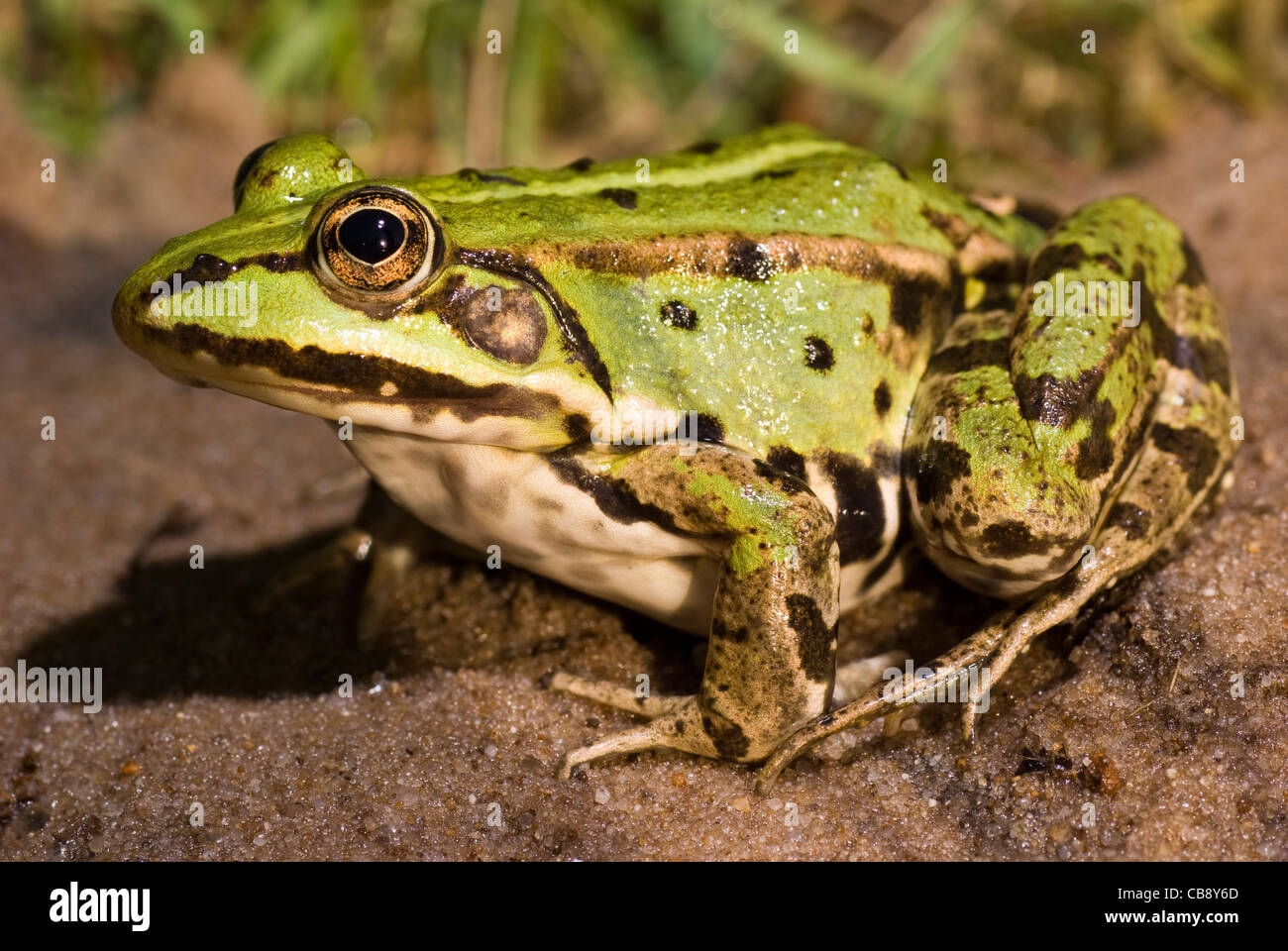 big green frog sit on wet sand Stock Photo