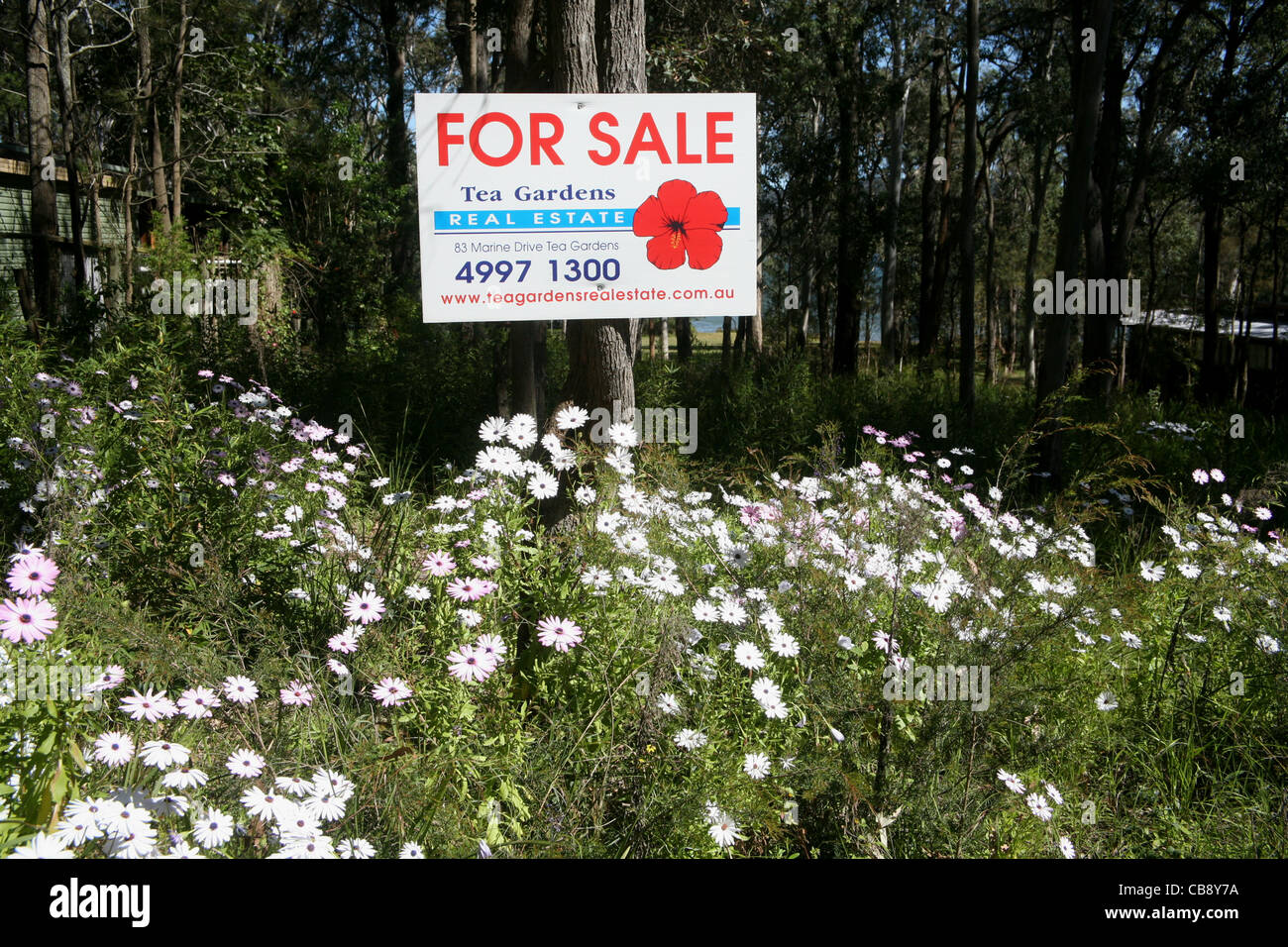 For Sale sign on a block of land with spring flowers, Tea Gardens, NSW Australia Stock Photo