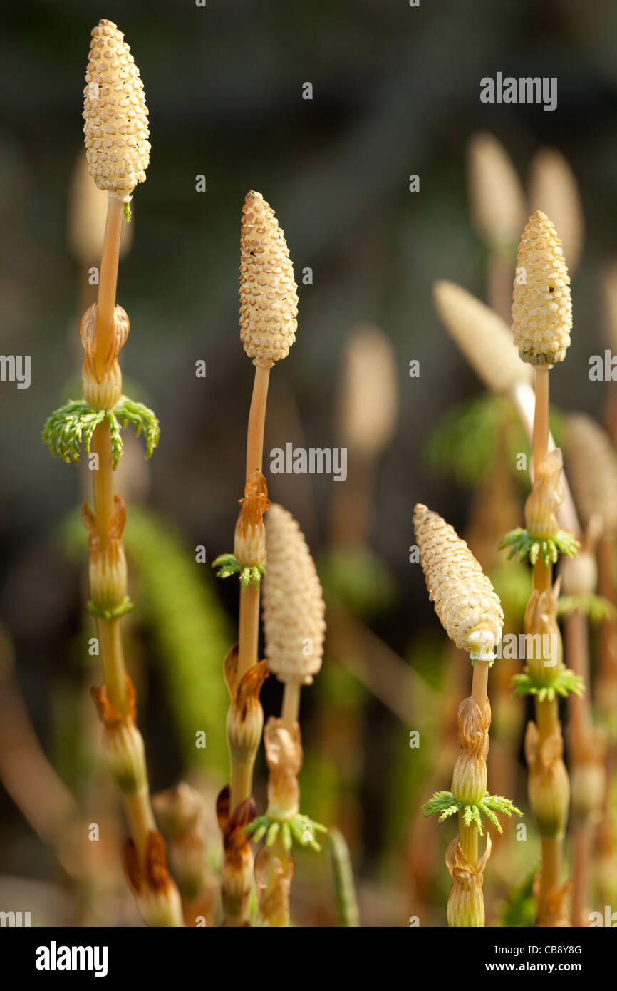 young plant horsetail on clearing in forest Stock Photo