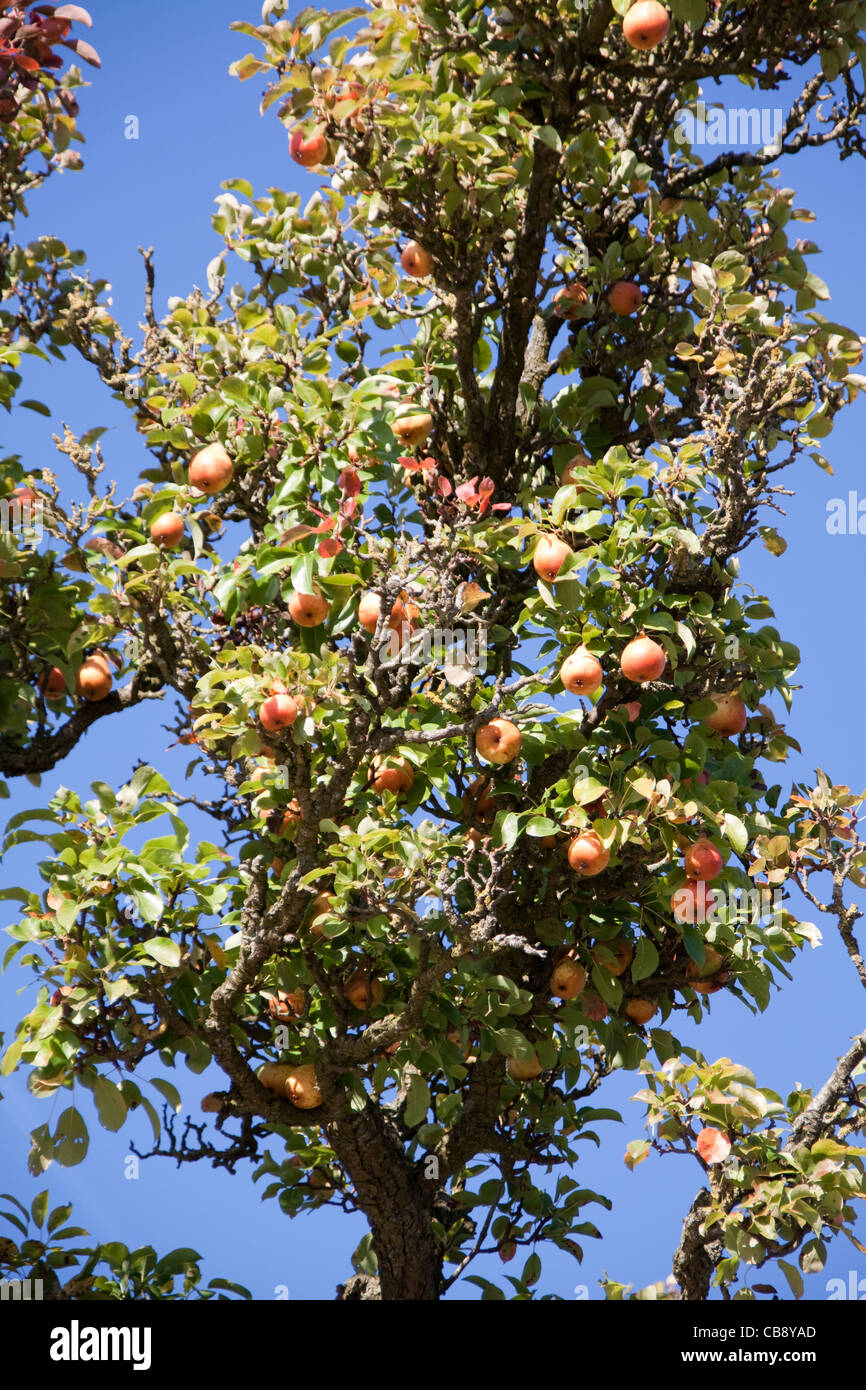 Pear Tree  (Pyrus communis) Stock Photo