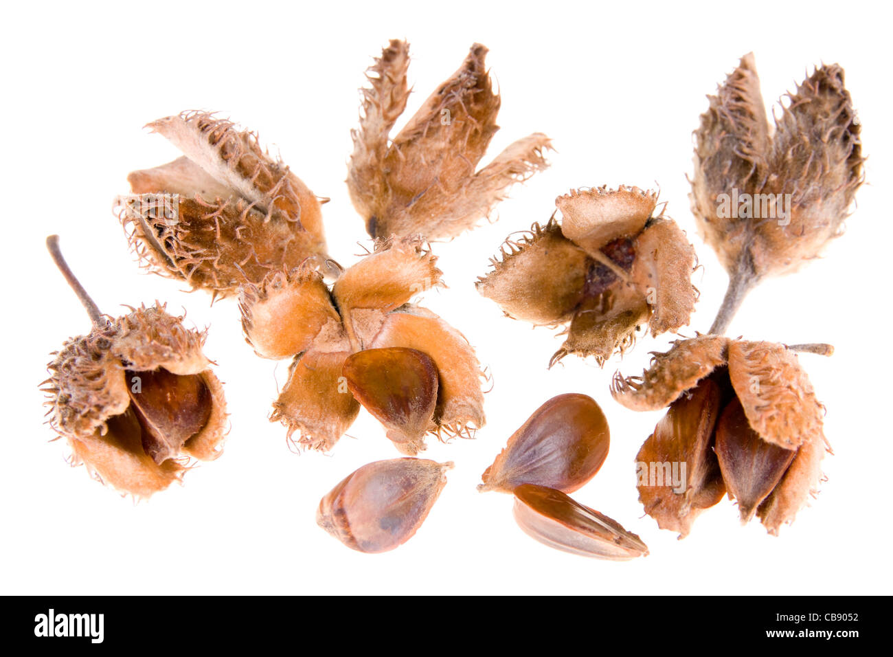 beech nuts on white background Stock Photo