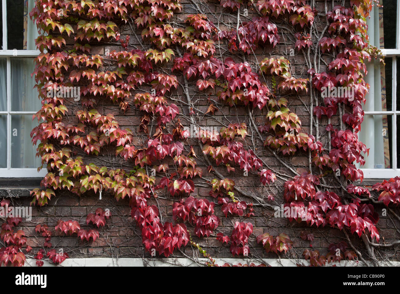 Ivy growing over the walls of the University of Cambridge, UK Stock ...