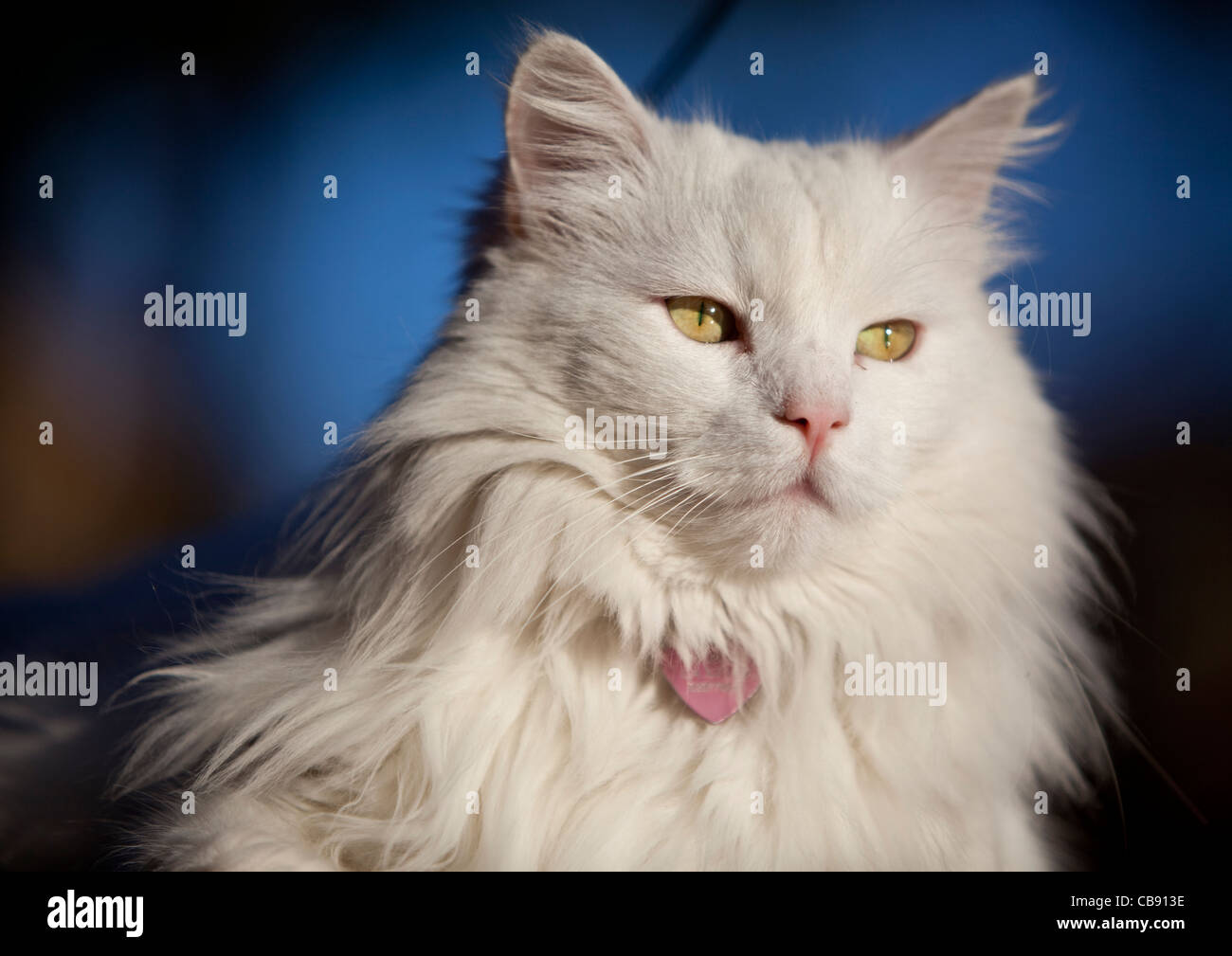 Close up portrait of a white Persian domestic cat Stock Photo