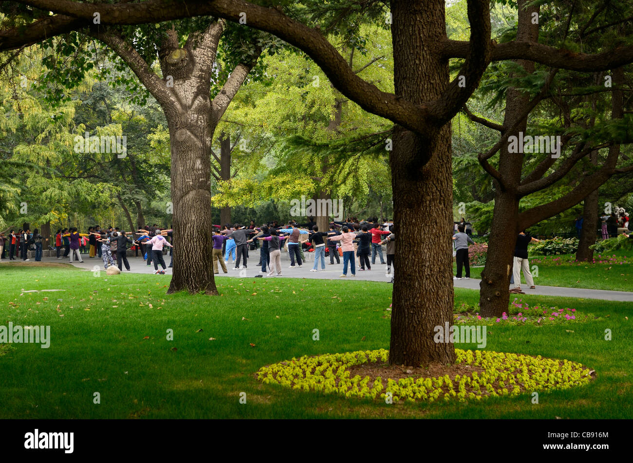 Chinese group at morning exercises under trees in Zizhuyuan Purple Bamboo Park in Beijing on Chinese National Day holiday Peoples Republic of China Stock Photo