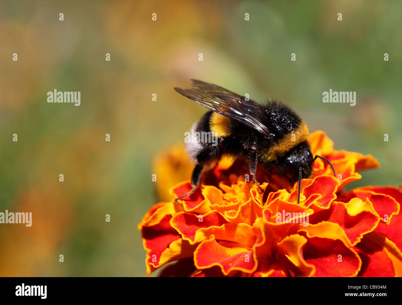 bumblebee on flower (marigold) Stock Photo