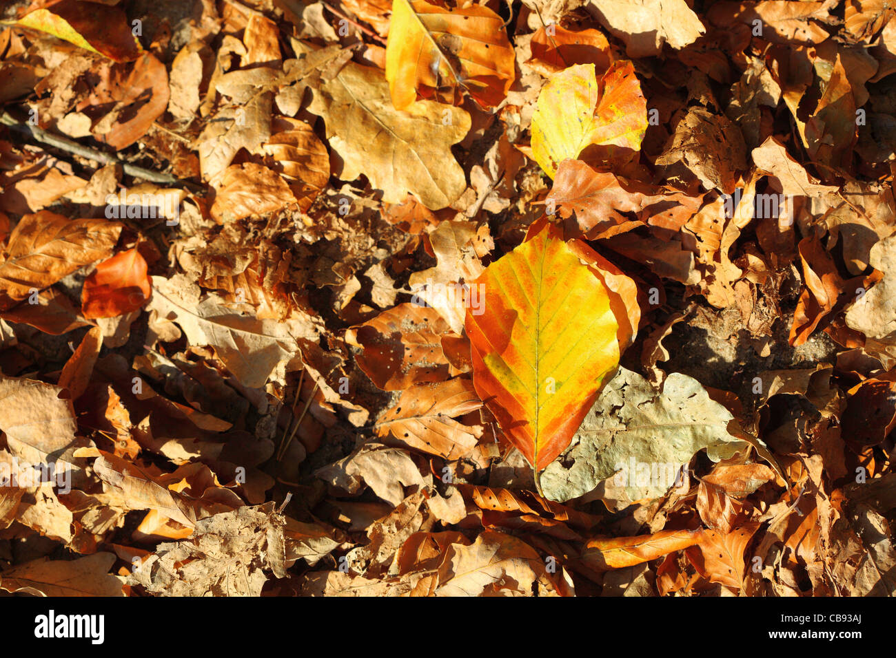 Leaves golden frame background hi-res stock photography and images - Alamy