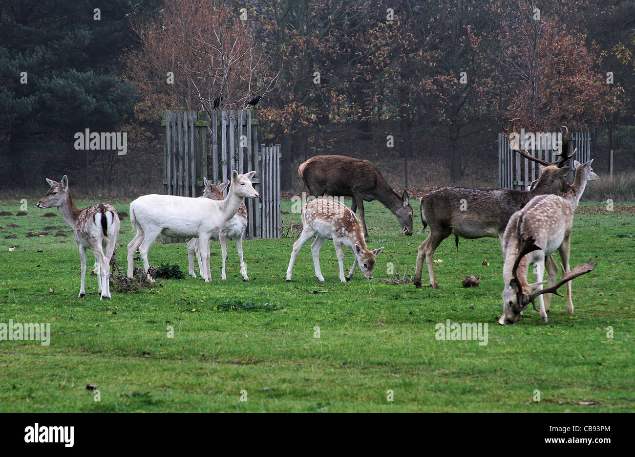 Rare white Red deer in mixed herd. Stock Photo