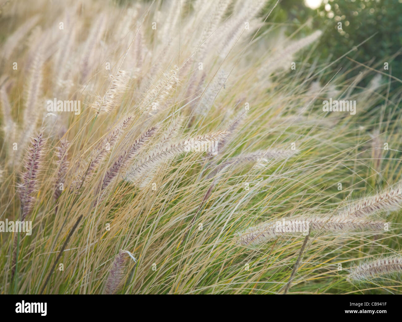 Pennisetum setaceum, Fountain grass Stock Photo - Alamy