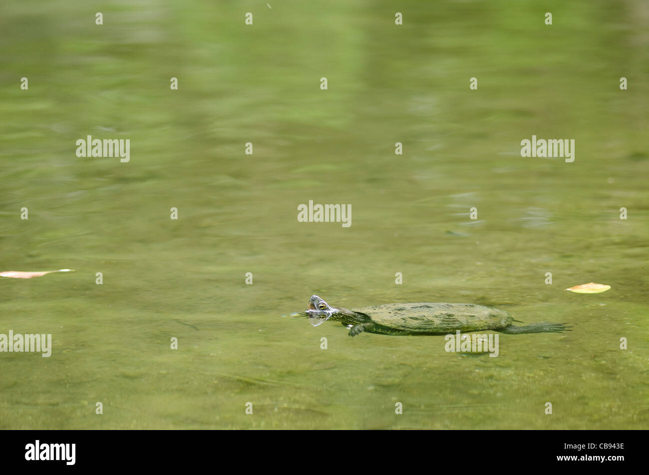Chinese pond turtle swimming in water, Mauremys reevesii, an endangered species Stock Photo