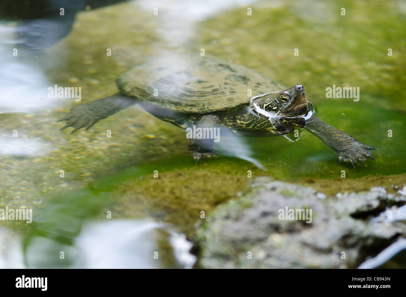 Chinese pond turtle sitting in water, Mauremys reevesii, an endangered species Stock Photo