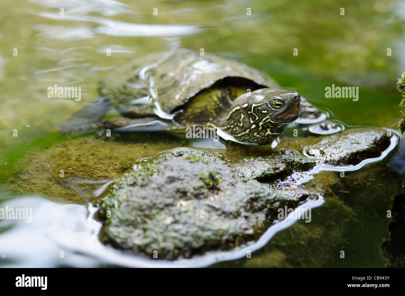 Chinese pond turtle sitting on a stone in water, Mauremys reevesii, an endangered species Stock Photo