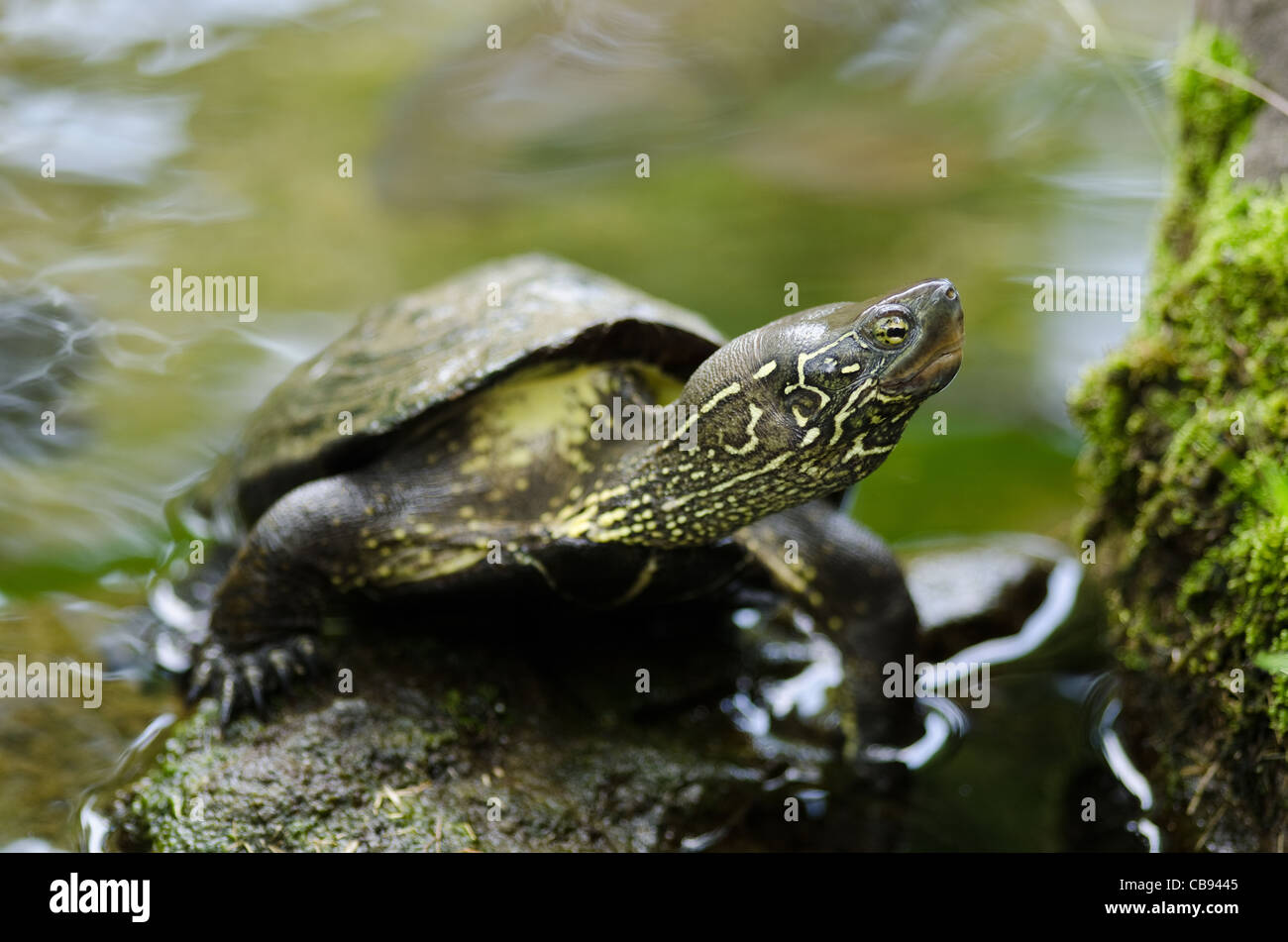 Chinese pond turtle sitting on a stone in water, Mauremys reevesii, an endangered species Stock Photo