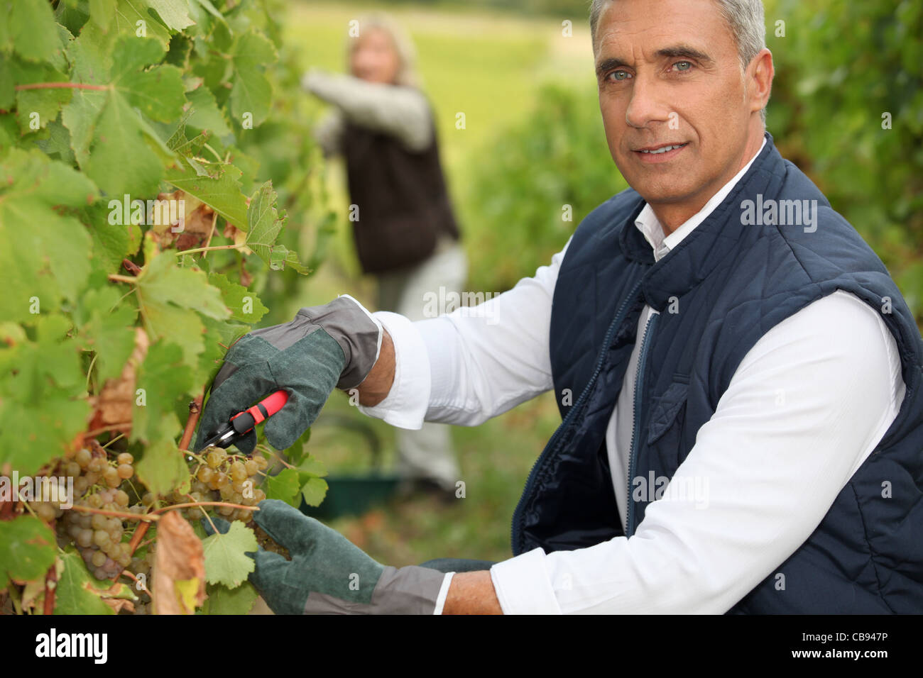 Prune grape vine hi-res stock photography and images - Alamy