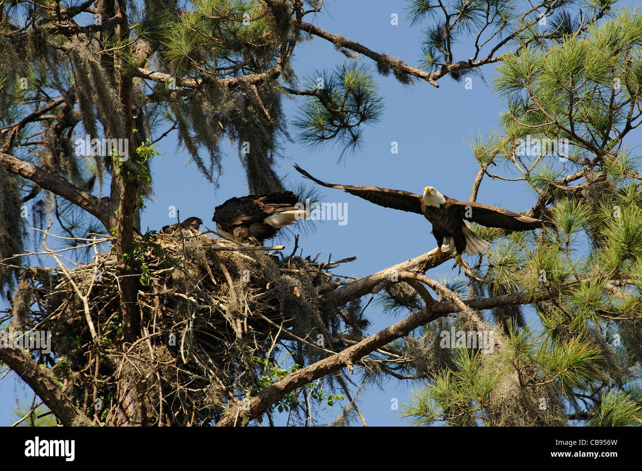 pair of adult bald eagles at the nest with young Stock Photo