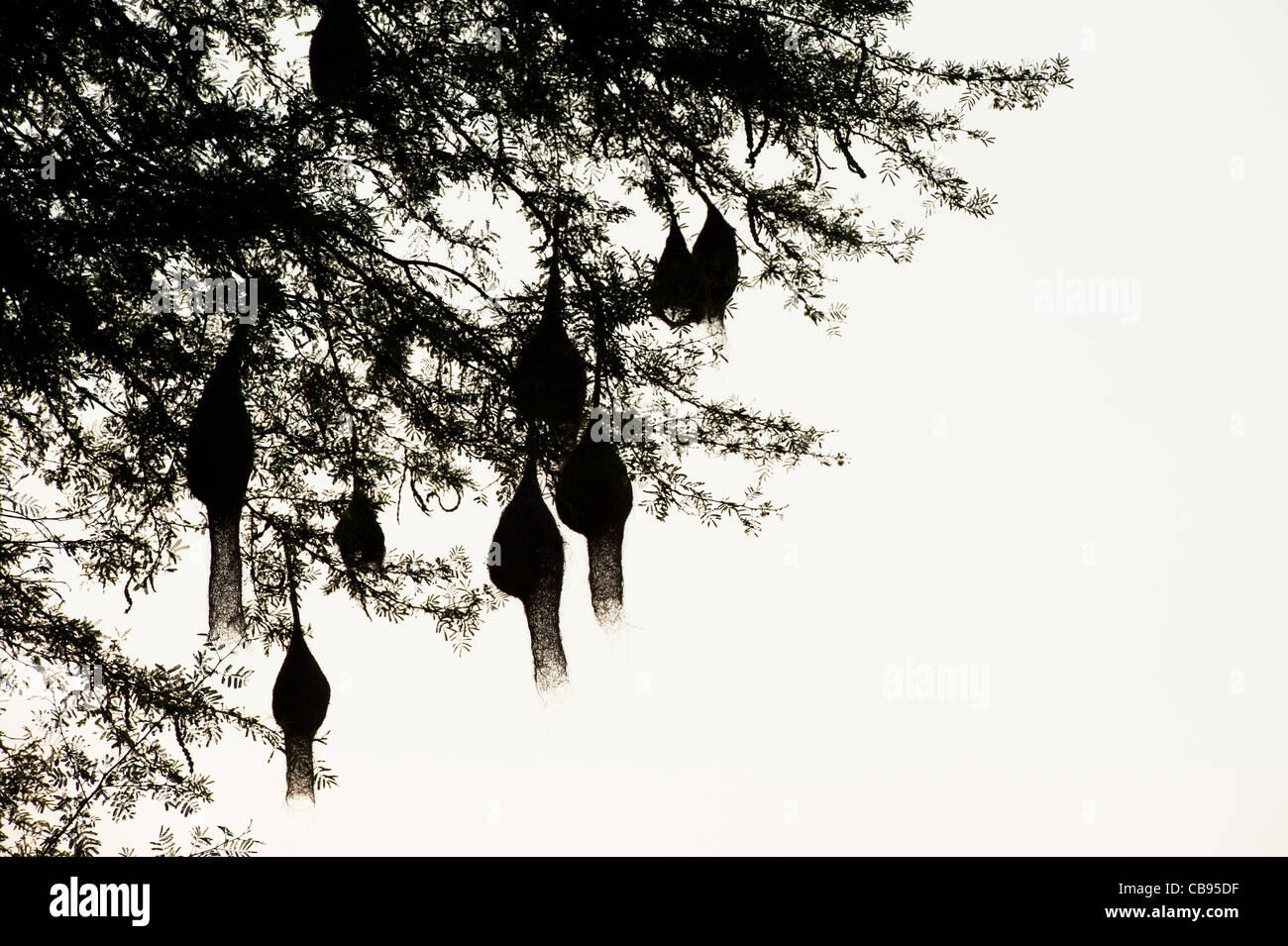 Ploceus philippinus . Baya Weaver bird nests in a tamarind tree in the Indian countyrside. Silhouette Stock Photo