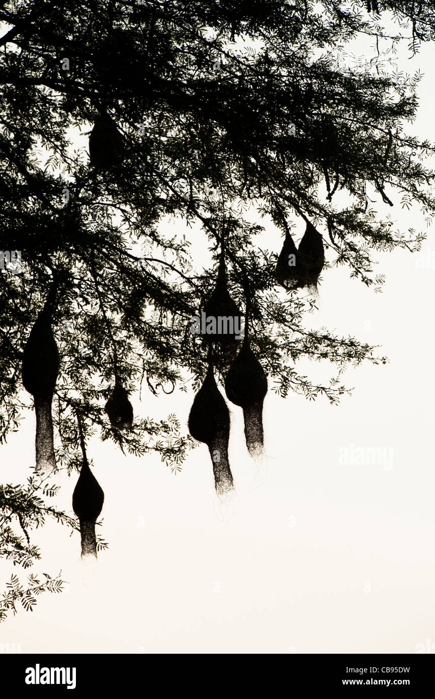 Ploceus philippinus . Baya Weaver bird nests in a tamarind tree in the Indian countyrside. Silhouette Stock Photo