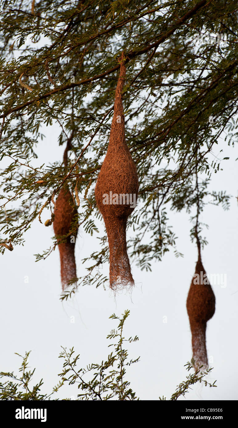 Bird nests in tree hires stock photography and images Alamy