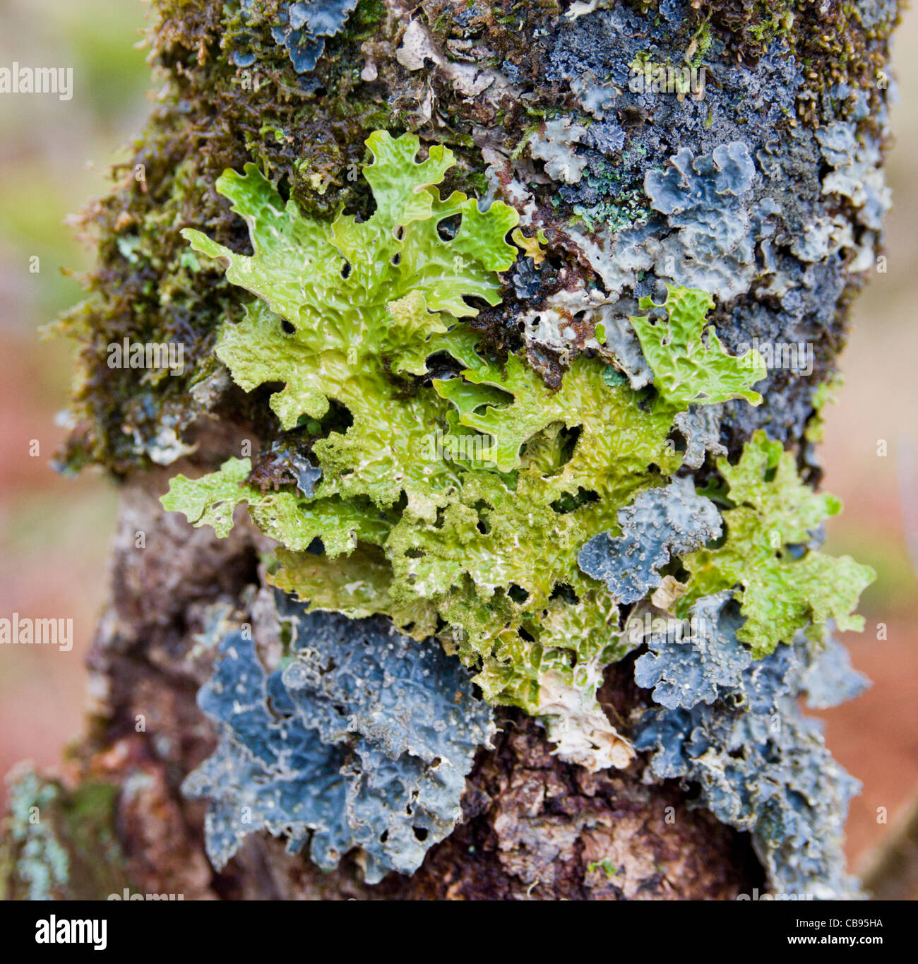 Tree lungwort, Lobaria pulmonaria, Glen Etive Stock Photo